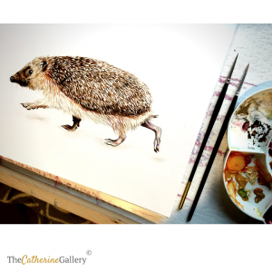 Hedgehog watercolour art by Catherine Cook