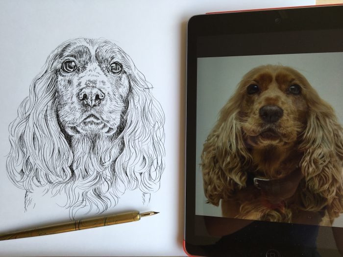 Spaniel drawing by Catherine Cook