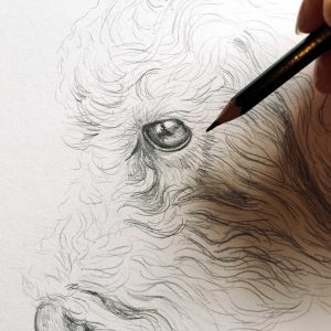 Pencil dog sketch