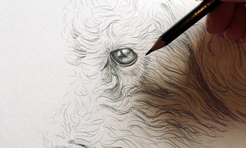 Pencil dog sketch